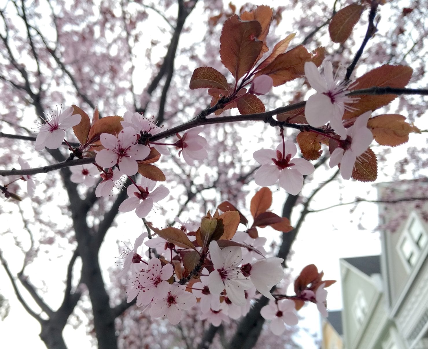 Cherry blossoms