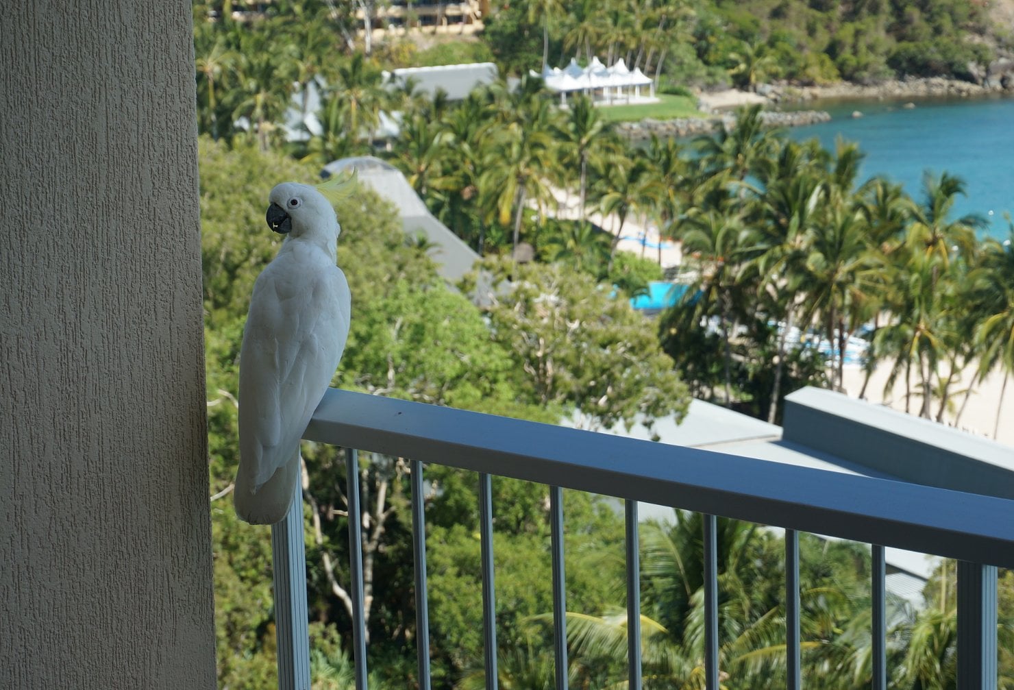 A cockatoo